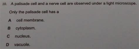 Solved: A palisade cell and a nerve cell are observed under a light ...