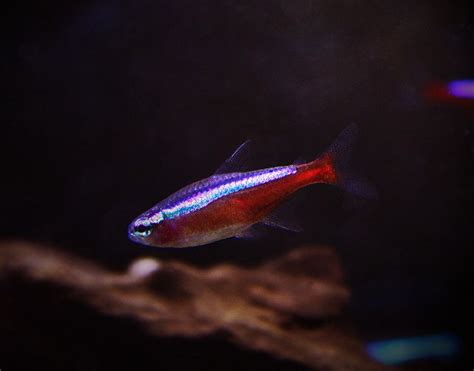 Cardinal Tetra Care: A Beginner's Guide to Keeping and Breeding