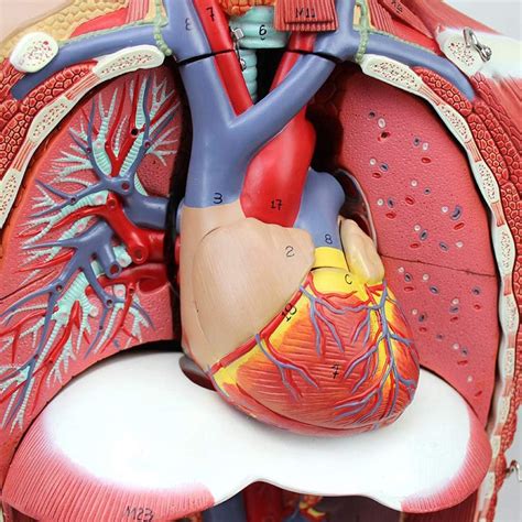 4D Anatomical Assembly Model of Human Organs for Teaching Education ...