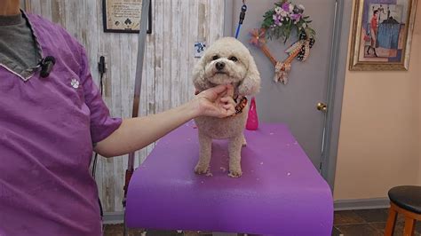 Bichon- Poodle mix at the groomers, haircut and bath. - YouTube