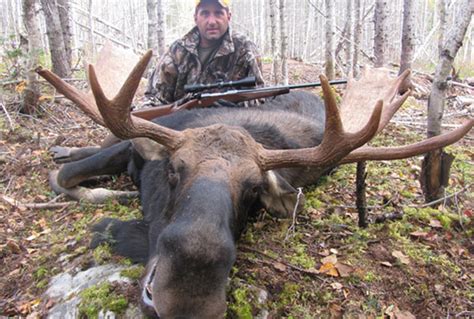 Maine Moose Hunt Fully guided Jackman Maine Moose Permit Hunting Zone 8 ...