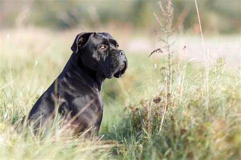 Cane Corso Dog Breed: History, Personality, Training and What To Feed