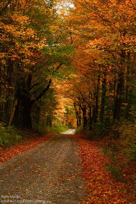 Why Leaves Fall from Trees in Autumn - The National Wildlife Federation ...