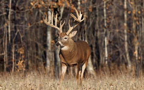 Whitetail Backgrounds Wallpaper | Deer pictures, Whitetail deer hunting ...