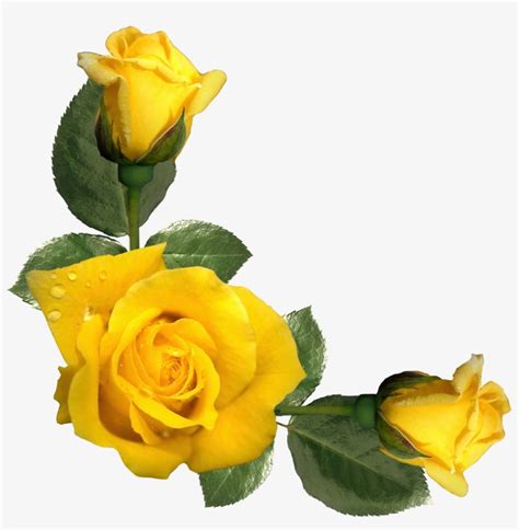 Yellow Rose Border Clipart Transparent PNG - 2044x2014 - Free Download ...