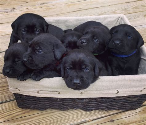 2 week old black lab puppies Lab Puppy, Black Lab Puppies, Cute Puppies ...