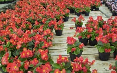 Wax Begonia Care (Begonia Semperflorens) - Smart Garden Guide