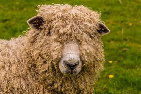 Raising Sheep for Fiber & Naturally Dyeing Wool - Melissa K. Norris