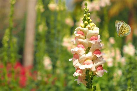 Snapdragon Flower Growing Guides, Tips, and Information