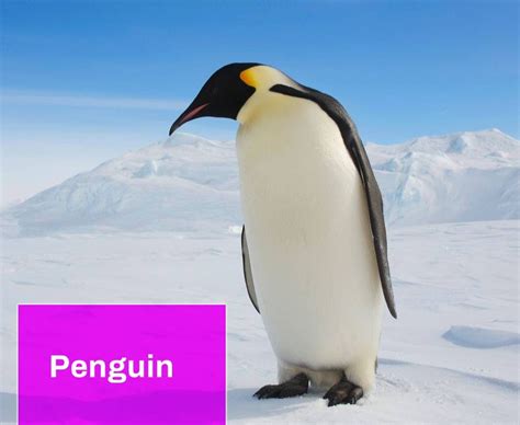 Penguin Sound Free MP3 Download | Mingo Sounds