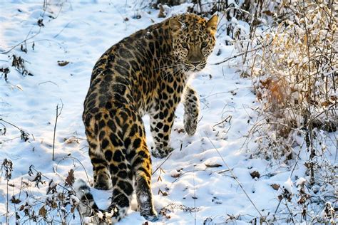 Amur leopards in the wild is now above the ‘threat of extinction’ level