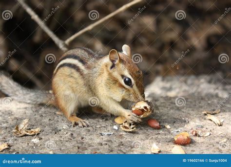 Chipmunk stock photo. Image of tiny, white, animal, food - 19602166