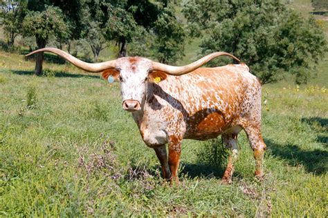 Texas Longhorn Cattle Wallpapers - Wallpaper Cave