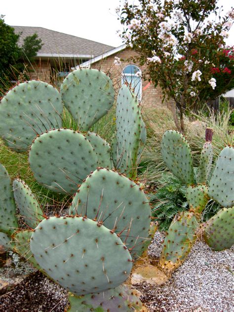 Opuntia (prickly pear cactus) | Eco Landscaping