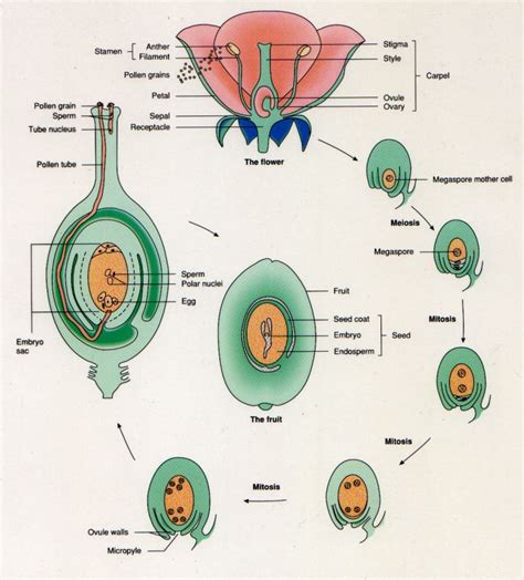 sexual reproduction: Plants |Genetic Engineering Info