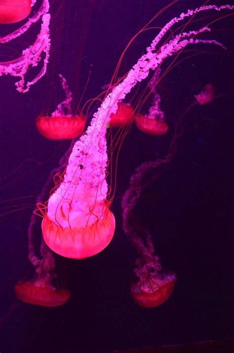 Luminous pink jellyfish | Pink jellyfish, Sea creatures