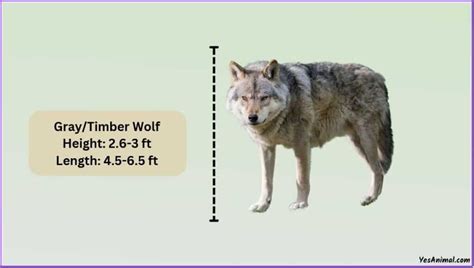 Gray/Timber Wolf Size: How Big Are They Compared To Others?