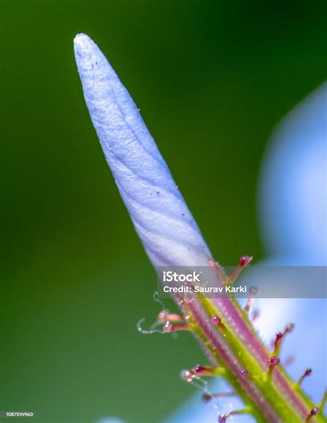 Flower Stamen Up Close Stock Photo - Download Image Now - Australia ...