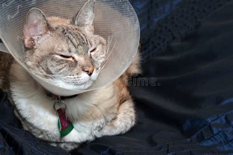 Cat Wearing Cone Collar stock photo. Image of wearing - 6077572