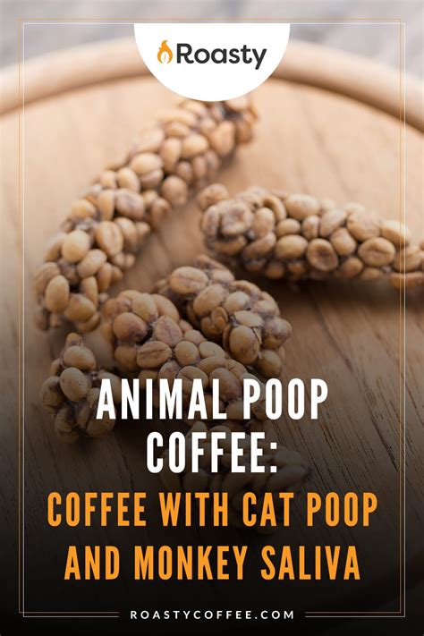 Poop Coffee – The Lowdown on This Unusual Phenomenon!