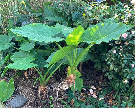 Alocasia brisbanensis | GardensOnline