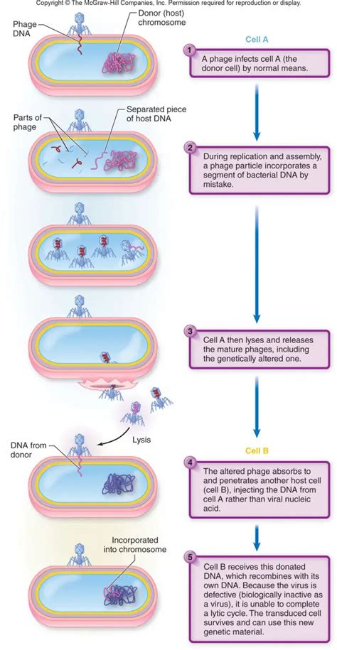 Generalized transduction: Mechanism • Microbe Online