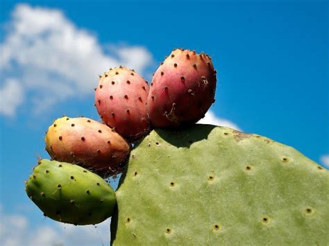 Health Benefits Of Cactus Tuna Fruit - CactusWay