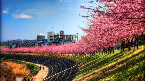 Cherry blossom, Japan, cherry blossom HD wallpaper | Wallpaper Flare