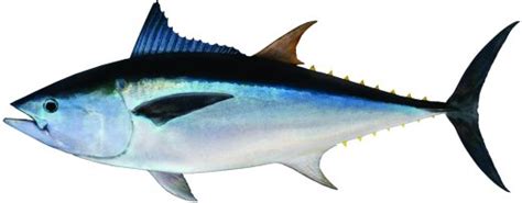 Longtail Tuna | NSW Department of Primary Industries