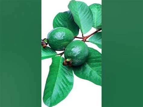 Benefits of Guava Leaves for Wounds - YouTube