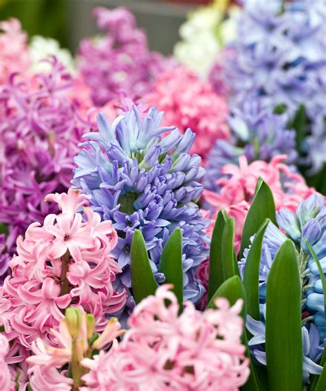 How and when to plant hyacinth bulbs: easy tips for a gorgeous spring ...