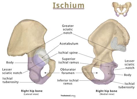 Ischial Spine Surface Anatomy