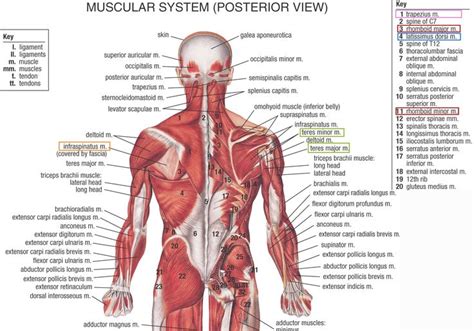 Muscles, ligaments and tendons of the human back | Health & Wellness ...