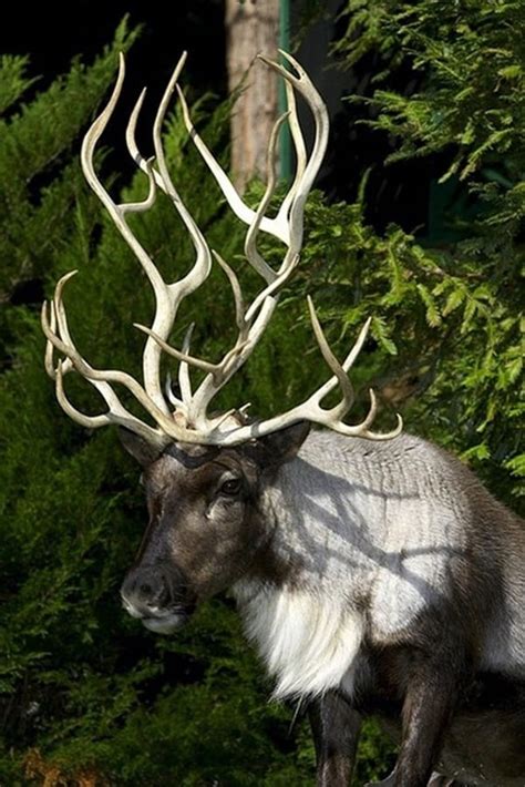 40 Beautiful Pictures of Animals with Horns