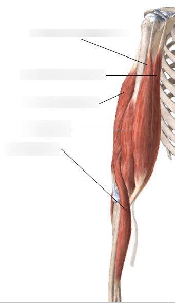 Diagram of 11-Muscles of the Forearm and Elbow | Quizlet