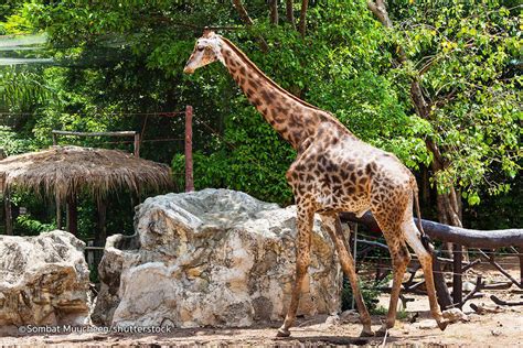 10 Zoos In Thailand That Let You Witness The Thai Wildlife!