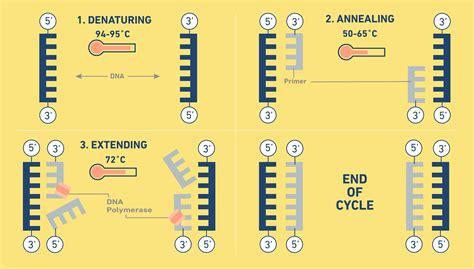 An Introduction to PCR | Technology Networks