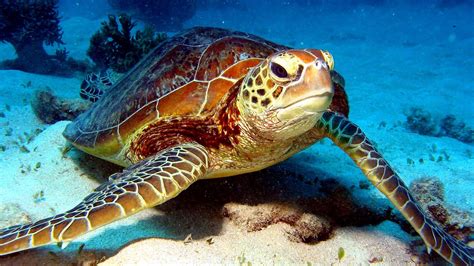 Sea Turtles Endangered Species - Danger Choices