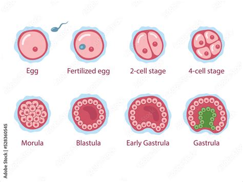 The stages of segmentation of a fertilized ovum. Human embryonic ...