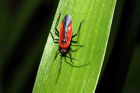 10 Stunning Red and Black Garden Bugs