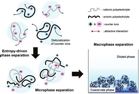 A schematic diagram of complex coacervation. Reproduced with ...