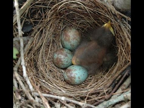 Northern Mockingbird Nest & Baby Birds BIRD WATCHING Wild Animals ...