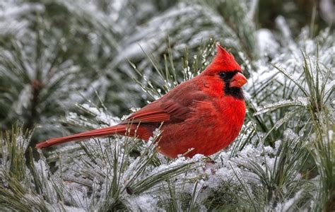 Download Animal Cardinal HD Wallpaper