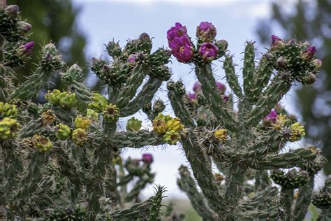 Colorful Cacti Photograph by Adam Trujillo - Fine Art America