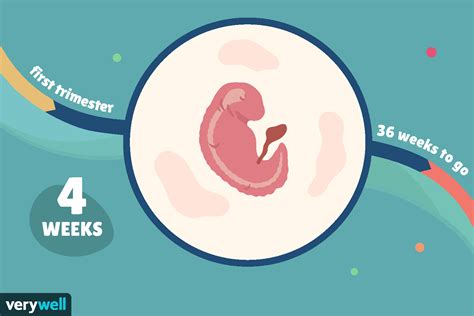 4 Weeks Pregnant: Baby Development, Symptoms, and More