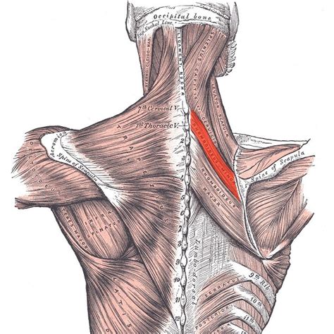 Rhomboid minor muscle | Golf Loopy - Play Your Golf Like a Champion