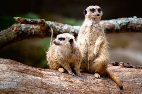 Meerkat Family stock image. Image of themes, mammal, young - 4483851