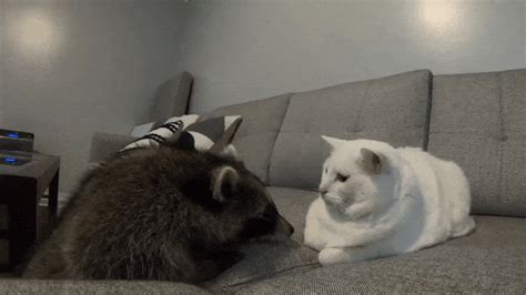 A Lively Little Puppy Tries to Make Friends With a Reticent Rescued Raccoon