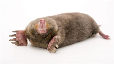 Moles have one of the most unusual walks on Earth | Science | AAAS