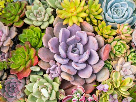 Different Succulent Colors: Choosing Bright Colorful Succulents